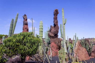 Jardin de Cactu 'daki farklı kaktüs ve lav sütunları.