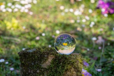 Karahindiba çiçekli kristal top yosun kaplı taş ile çevrili bir çiçek çayırı