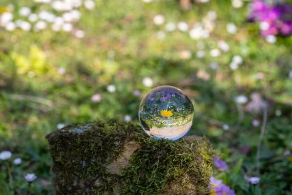 Crystal ball with dandelion flower on moss covered stone surrounded by a flower meadow