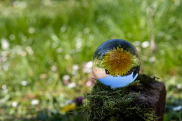 Crystal ball with dandelion flower on moss covered stone surrounded by a flower meadow