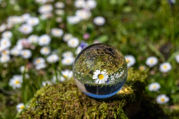 Crystal ball with daisy flower on moss covered stone  surrounded by a flower meadow