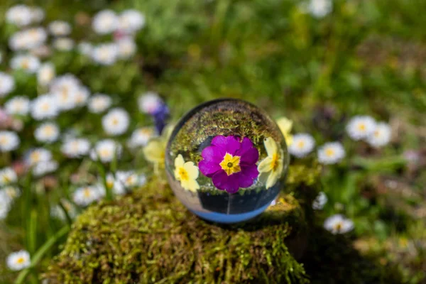 Boule Cristal Avec Fleur Onagre Pourpre Jaune Sur Mousse Recouverte — Photo