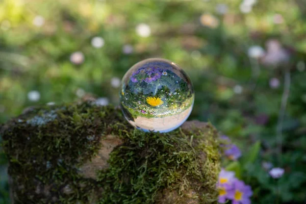 Crystal ball with dandelion flower on moss covered stone surrounded by a flower meadow