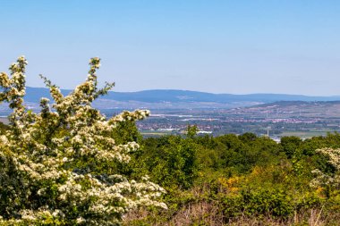 Rotenfels, Bad Muenster am Stein, Rhineland Palatinate, Almanya 'nın ormanlarıyla geniş açı manzarası