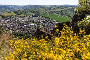 Rotenfels of Bad Muenster am Stein Ebernburg 'un sarı çiçekli çalı manzarası