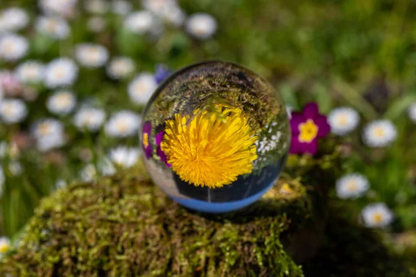 Crystal ball with dandelion and purple primrose blossom on moss covered stone surrounded by a flower meadow