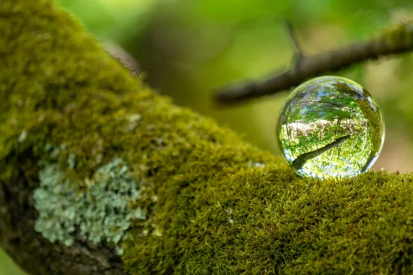Kristallkugel Auf Einem Bemoosten Ast Eines Baumes — Stockfoto
