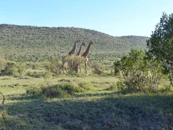 Skupina Žiraf Národním Parku Maasai Mara Při Západu Slunce — Stock fotografie