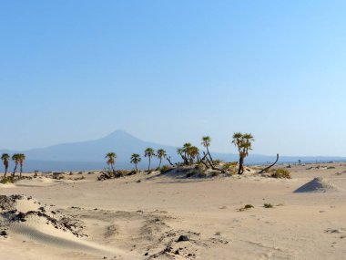 Danakil Çölü 'nde, gün ortası güneşinin altındaki küçük palmiye ağaçları