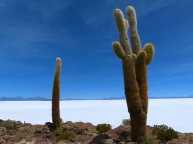 Uyuni tuz düzlüklerinin ortasındaki volkanik adada bulunan kaktüs ağaçları.