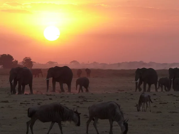 The wild animals graze in the Savannah at sunset