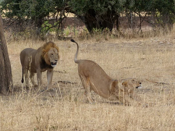 Lion Courting Lioness Tarangire National Park — Stock Photo, Image