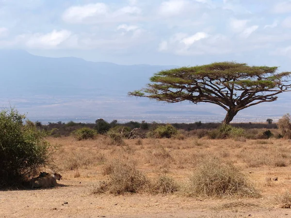 Lvi Připravují Lov Národním Parku Amboseli — Stock fotografie