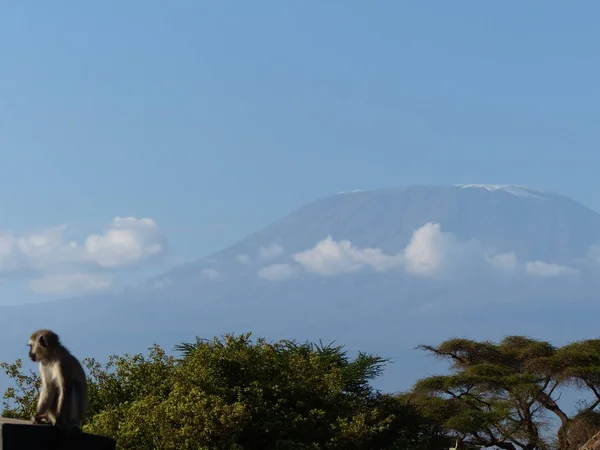 Βουνό Kilimanjaro Στο Εθνικό Πάρκο Amboseli Στην Κένυα Πρωί — Φωτογραφία Αρχείου