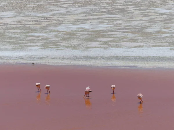 Červená Laguna Náhorní Plošině Altiplano Bolívii — Stock fotografie