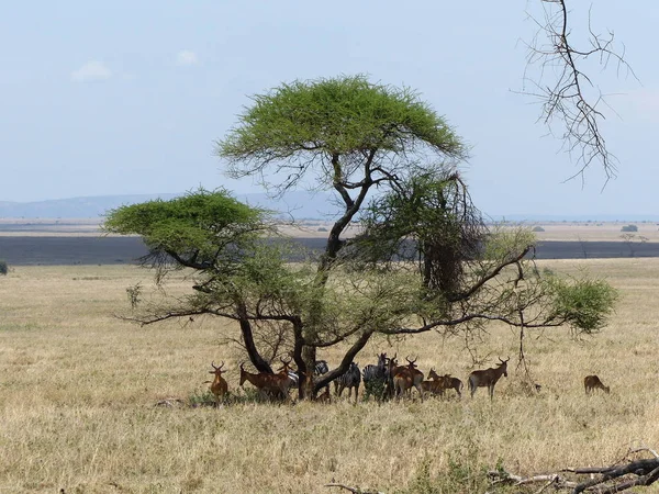Divoká Zvířata Odpočívající Pod Stromem Národním Parku Serengeti — Stock fotografie