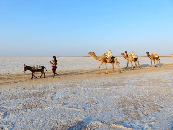 Danakil Çölü Nde Tuz Çıkarılan Deve Kervanı — Stok fotoğraf