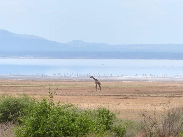 Osamělá Žirafa Unaveně Bloudí Podél Břehu Jezera — Stock fotografie