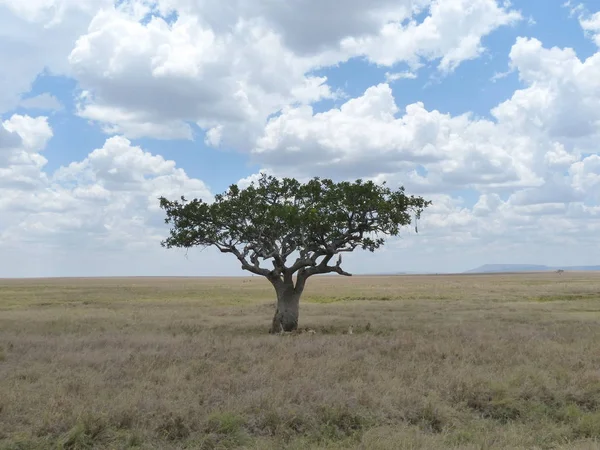 Osamělý Strom Savaně Národním Parku Serengeti — Stock fotografie