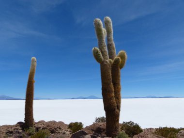 Uyuni tuz düzlüklerindeki volkanik adadaki kaktüs ağaçları.