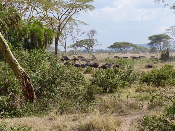 Divoká Zvířata Migrují Savany Národním Parku Serengeti — Stock fotografie