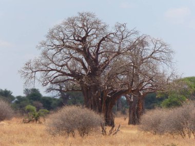 Tarangire Ulusal Parkı 'ndaki savanadaki yalnız baobab ağacı.