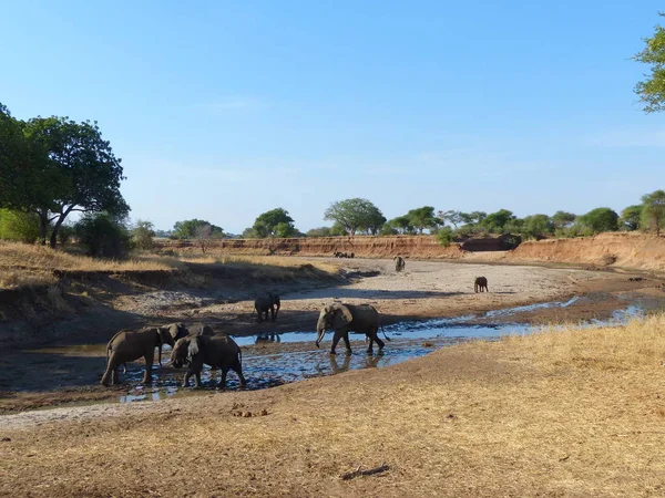 Stádo Slonů Unaveně Plahočí Dně Suché Řeky — Stock fotografie