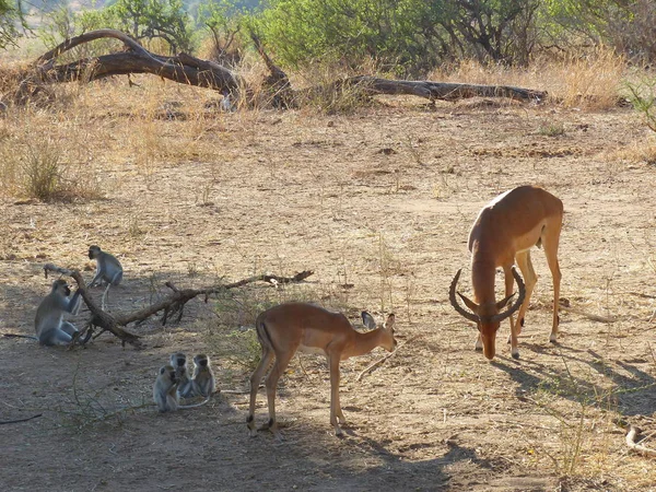 Gli Animali Selvatici Nella Savana Nel Parco Nazionale Tarangire — Foto Stock