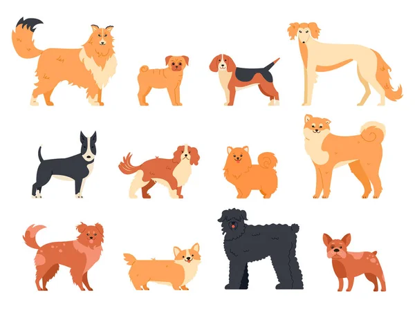 Karakter anjing berkembang biak. Purebred dog pedigree, cute puppy pug, beagle, welsh corgi and bull terrier, funny domestic pets vector isolated illustration icons set. Teman manusia. Kartun hewan pak - Stok Vektor