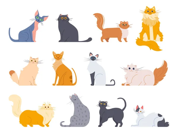 Razas de gatos. Lindos gatos esponjosos, mapache maine, bobtail, gato siamés y divertido gato sphynx, razas pedigrí mascotas iconos de ilustración aislados conjunto. Paquete plano de dibujo vector — Vector de stock