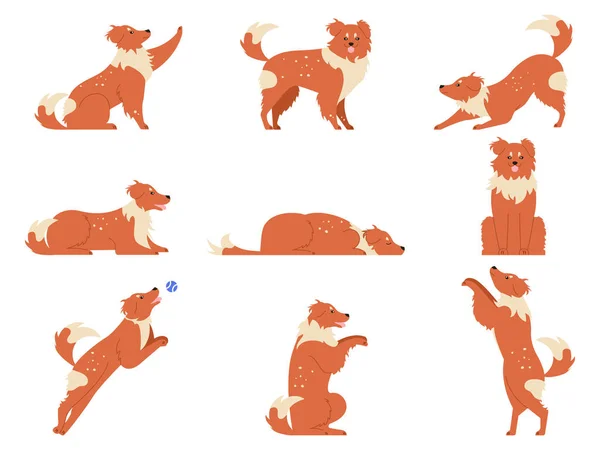 Movimento do cão. Atividades de cães engraçados, personagem animal bonito em várias poses correndo, brincando e dormindo. Treinamento de ação de cães e truques conjunto ilustração vetor isolado —  Vetores de Stock