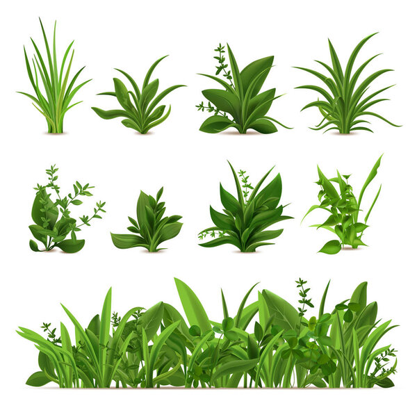 Realistic grass bushes. Green fresh plants, garden seasonal spring greens and herbs, botanical sprout vector isolated icons set