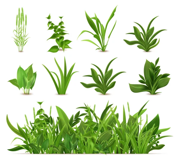 Green realistic spring grass. Fresh plants, garden seasonal growth grass, botanical greens, herbs and leaves vector isolated icons set — Stock Vector
