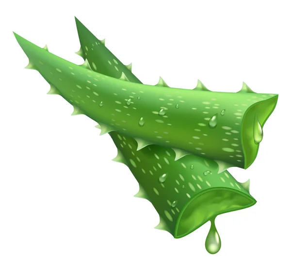 Friss aloe vera. Reális zöld levelek szeletek, aloe vera lédús cseppek, gyógynövény és természetes komponens izolált vektor illusztráció — Stock Vector