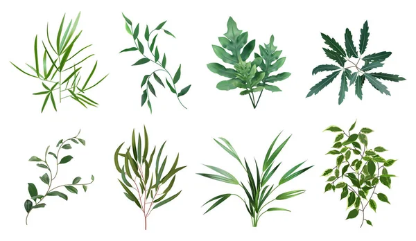 Green realistic herbs. Eucalyptus, fern plant, greenery foliage plants, botanical natural leaves herbs isolated vector illustration set — Stock Vector