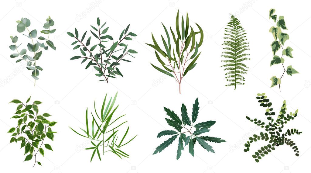 Realistic green herb plants. Nature plant leaves, greenery foliage, forest fern, eucalyptus plant, vector plants leaf isolated illustration set