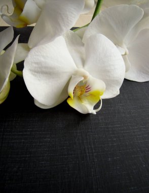 Siyah arkaplanda beyaz orkide