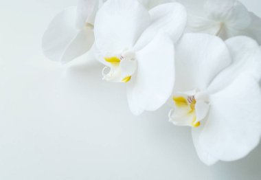 Beyaz arkaplanda beyaz orkide