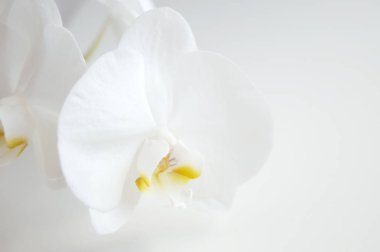 Beyaz arkaplanda beyaz orkide