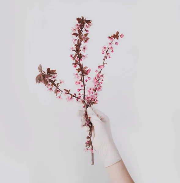 Hand in a protective latex glove holding branch of spring blossom pink flowers on minimalist white background. Quarantine spring, virus coronavirus, protective concept.