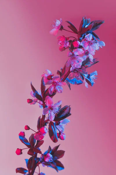 Primavera Flor Cerejeira Ramo Flores Rosa Azul Retroiluminado Floração Árvore — Fotografia de Stock