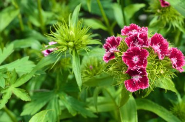 Çiçek açan Türk karanfili (Dianthus barbatus) kestane rengi. Boşluğu kopyala
