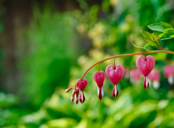 Lamprocapnos Spectabilis (Bleeding Heart). Heart-shaped flowers hanging on a twig