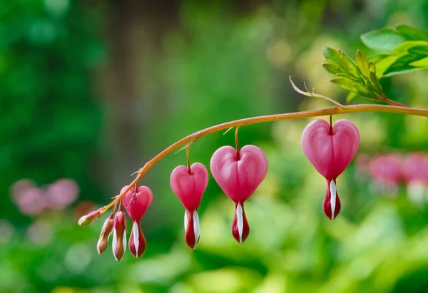 Lamprocapnos Spectabilis (Bleeding Heart). Heart-shaped flowers hanging on a twig