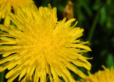 Çiçekler sarı karahindiba (Taraxacum officinale). Güneşli bir bahar gününde, açık bir alanda karahindiba çiçek açıyor, kapanıyor.