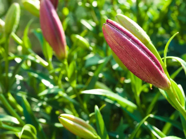 Açılmamış Bud Red Lily, parlak güneşin altında. Bahar zamanı