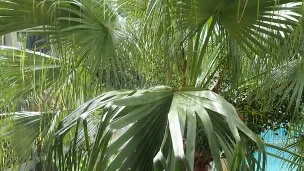 Lluvia Tropical Gotas Lluvia Caen Sobre Grandes Hojas Palma — Vídeos de Stock