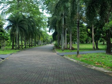 Hafta sonları şehir parkında boş yürüyüş yolları. Karantina kipi