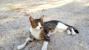 Sevimli tatlı kedi yerde yatıyor.