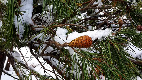 Neve Sull Albero Inverno — Foto Stock